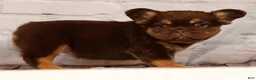 French Bulldog dogs for sale: CoCo - Ad 3