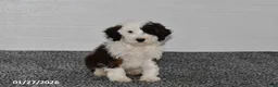 Mini Sheepadoodle dogs for sale: Ace - Ad 2