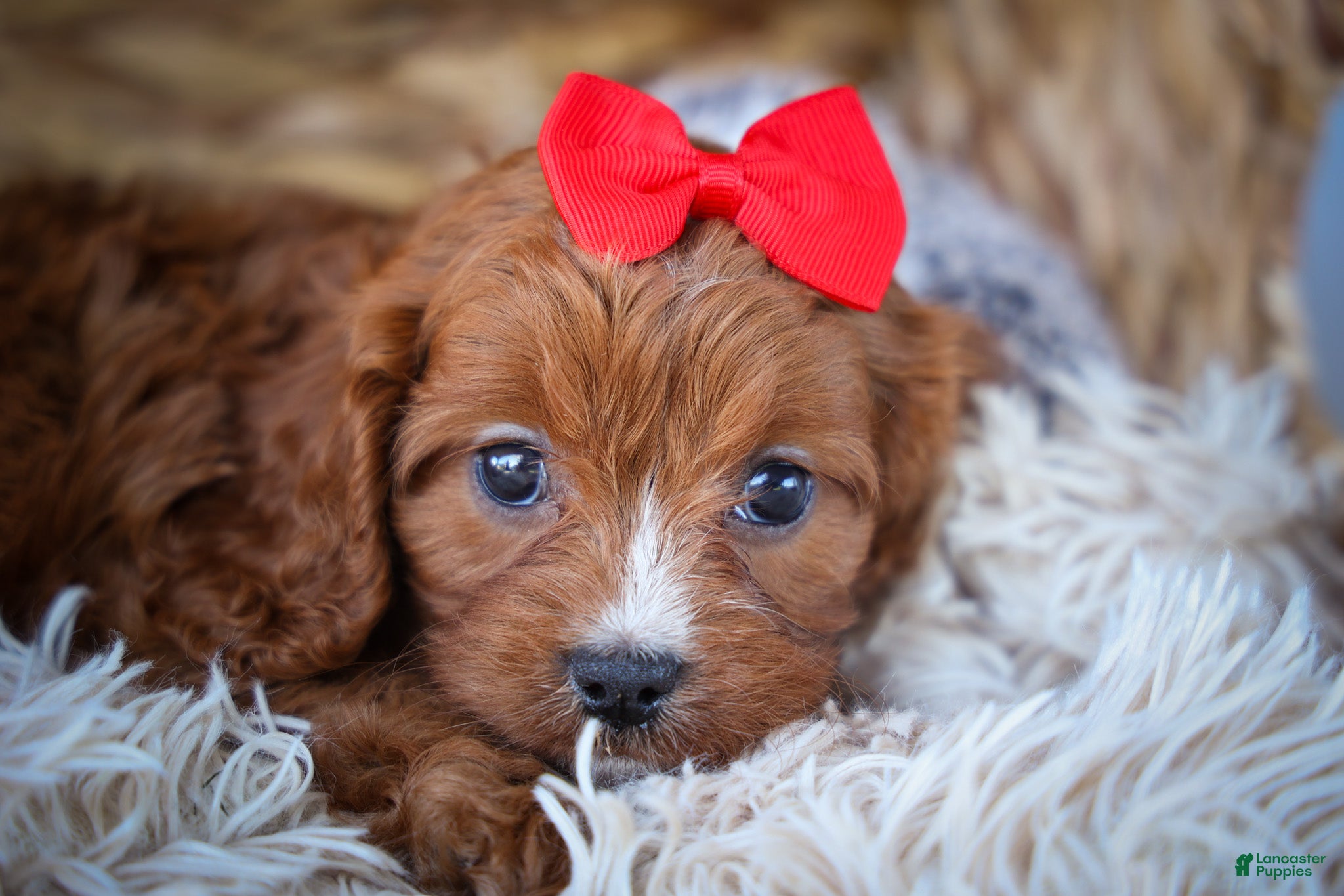 Cavapoo dogs Kristina   - Ad 2