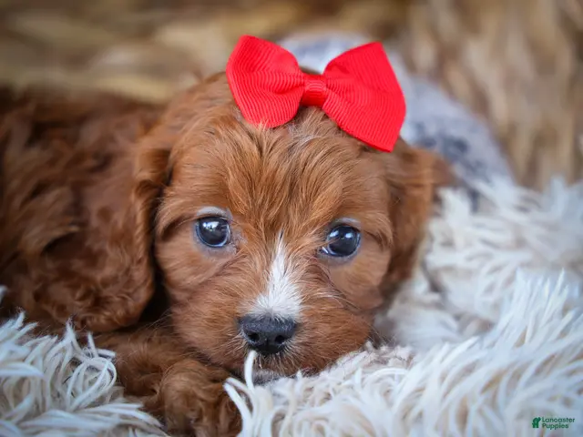Cavapoo dogs Kristina - Ad 2