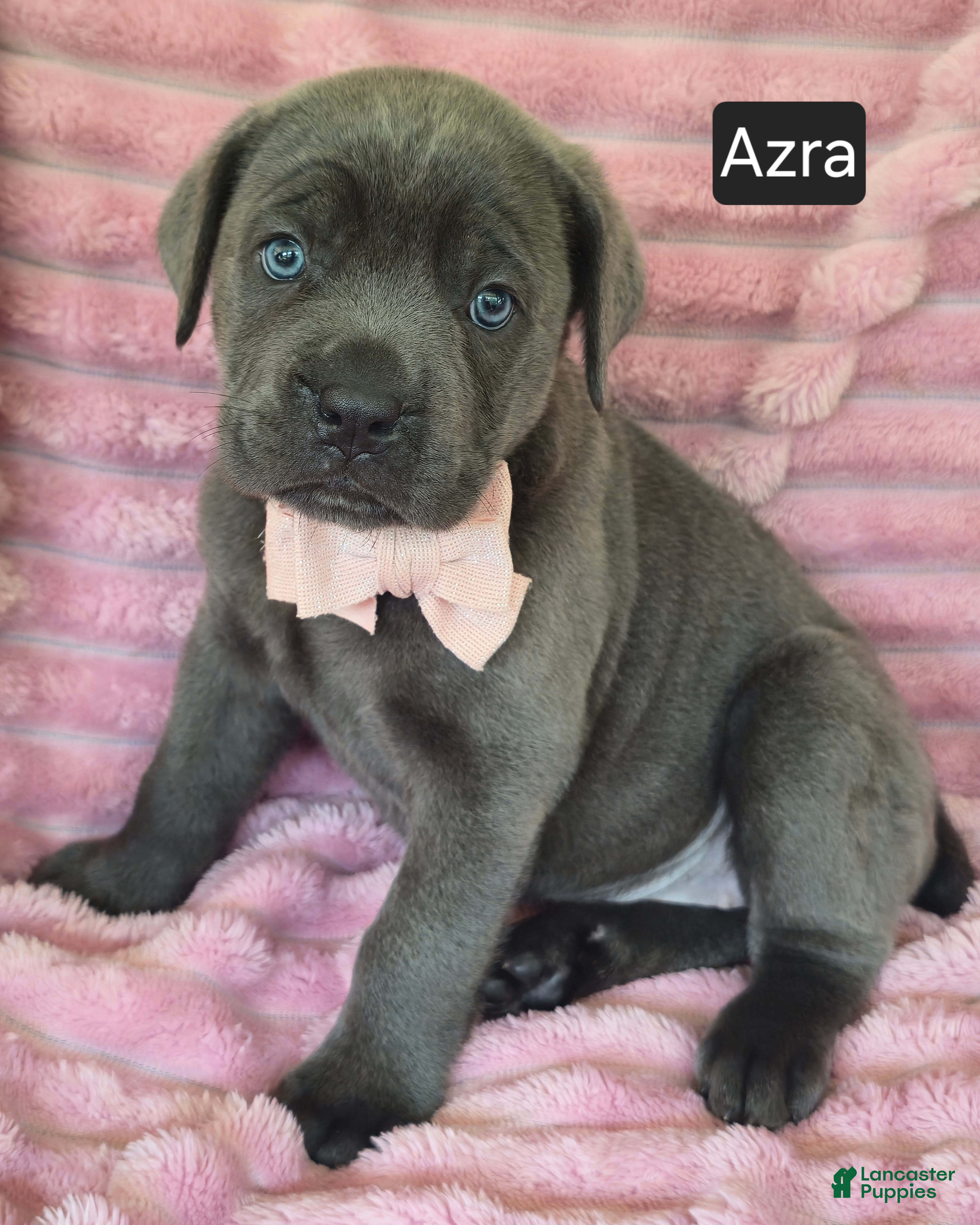Cane Corso dogs Azra - Ad 2