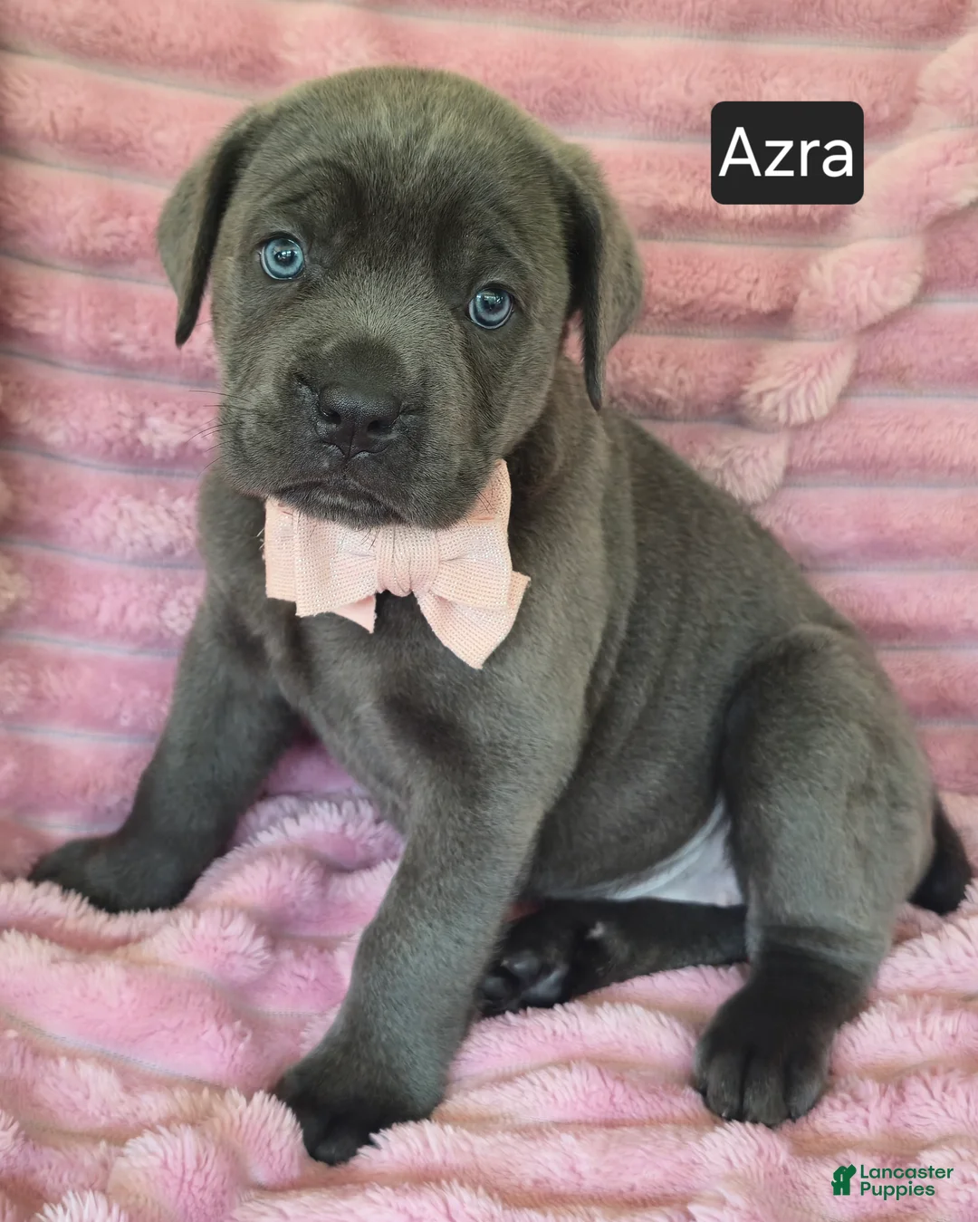 Cane Corso dogs for sale: Azra - Ad 2