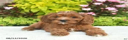 Cavapoo dogs for sale: Willow  - Ad 3