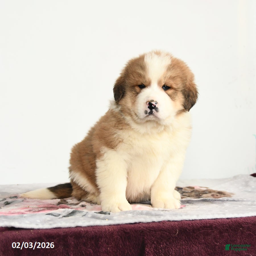 Mixed Breed dogs Peter - Ad 2