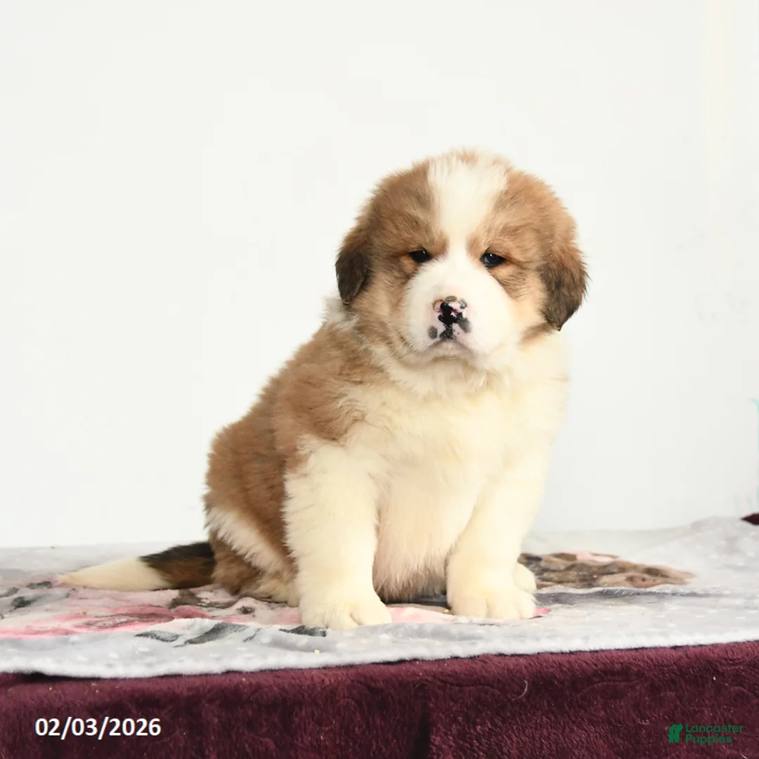 Mixed Breed dogs for sale: Peter - Ad 2