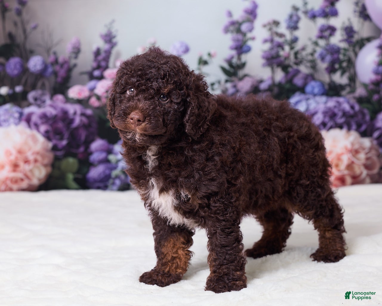 Mini Goldendoodle dogs Charlie - Ad 2