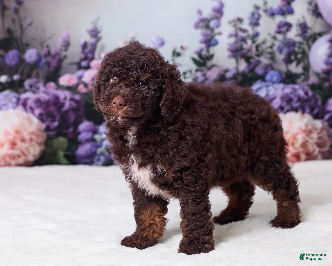 Mini Goldendoodle dogs for sale: Charlie - Ad 2