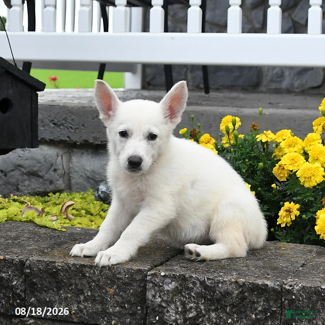 German Shepherd dogs for sale: Maisie - Ad 2