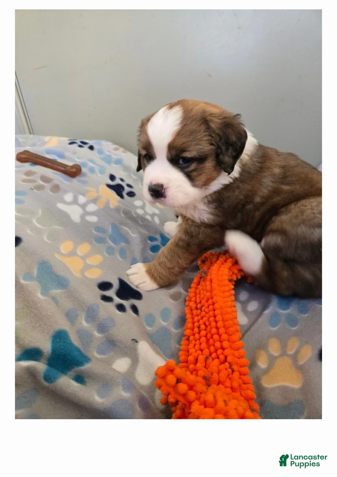 Mixed Breed dogs for sale: Princess - Ad 13