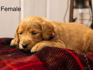 Labradoodle dogs Jasmine - Ad 18