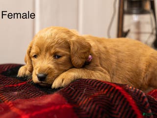 Labradoodle dogs Jasmine - Ad 19