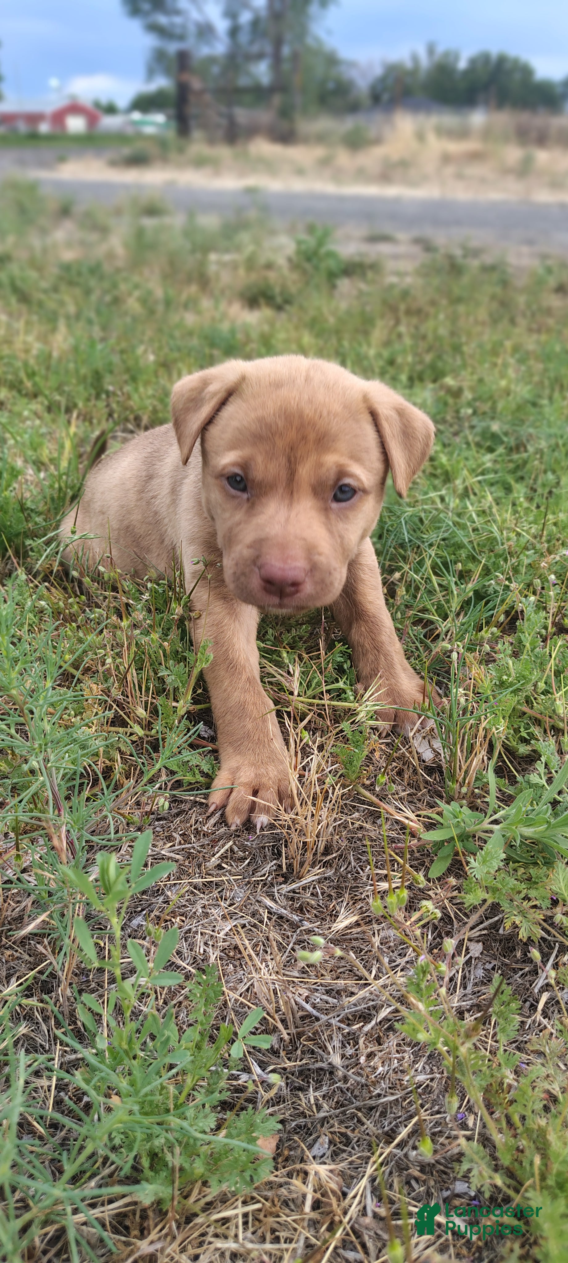 American Pit Bull Terrier dogs American Pit Bull Terrier 6 - Ad 7