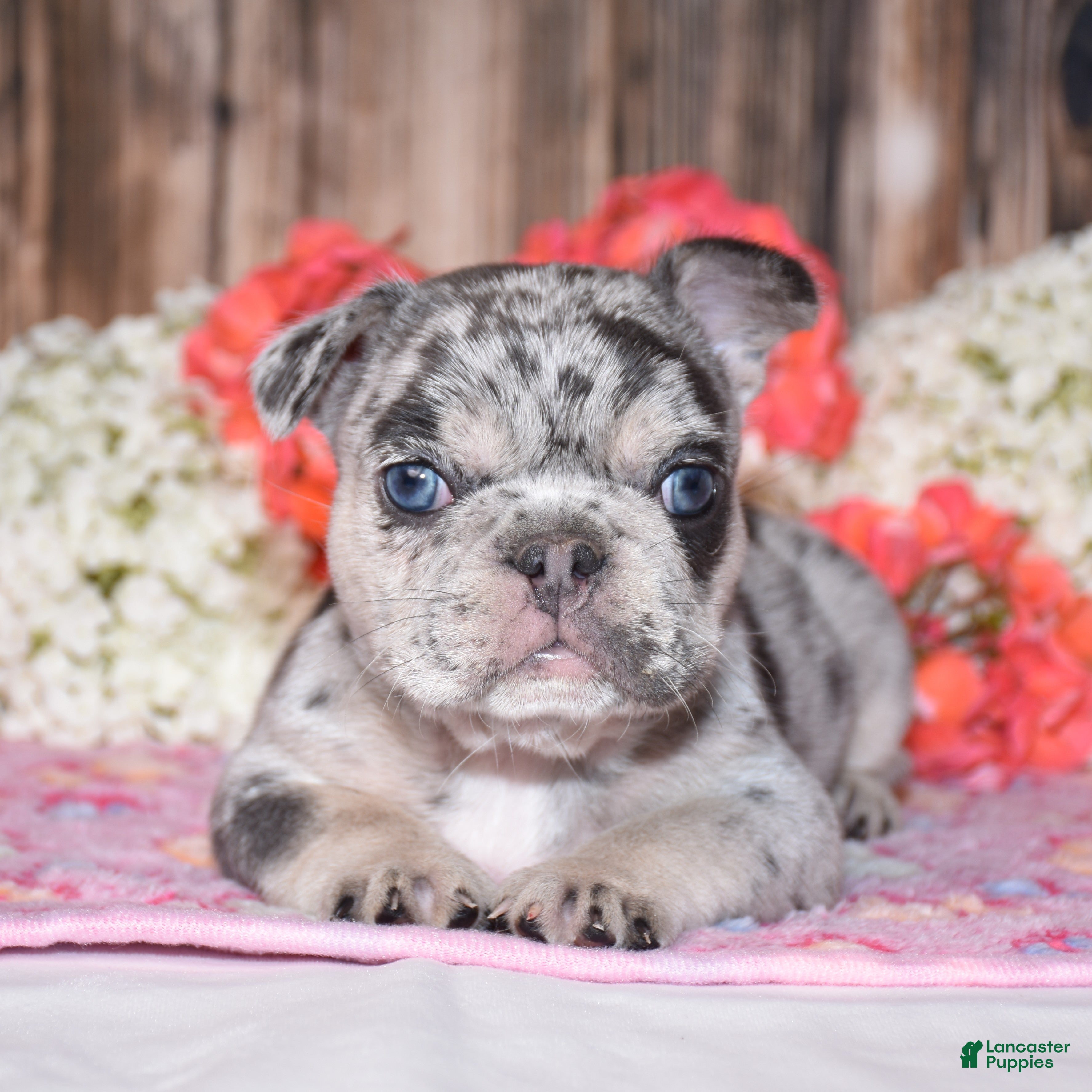 French Bulldog dogs Tinsley - Ad 2