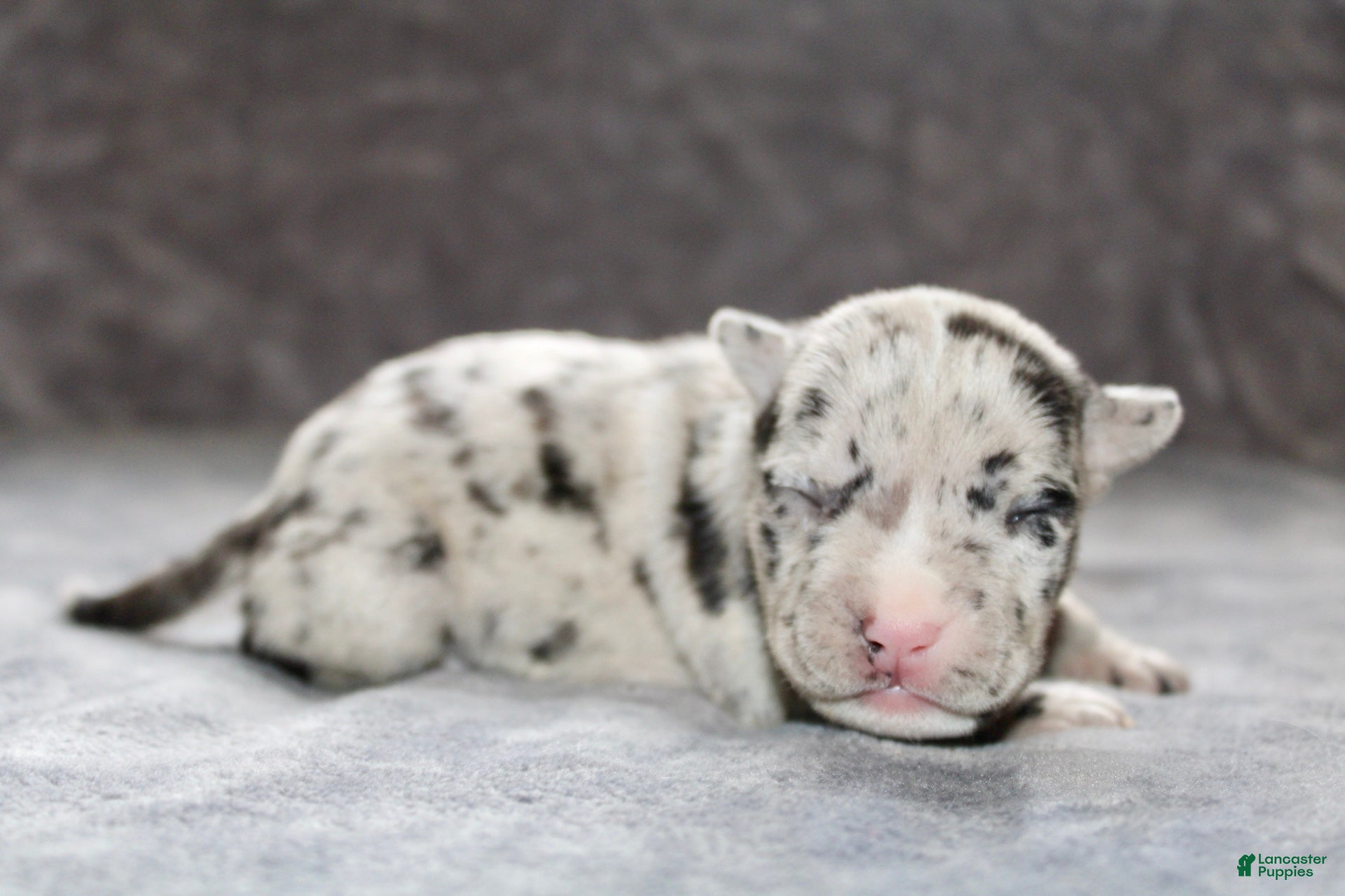 American Bully dogs Hera - Ad 1