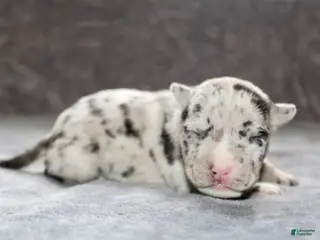 American Bully dogs for sale: Hera - Ad 2