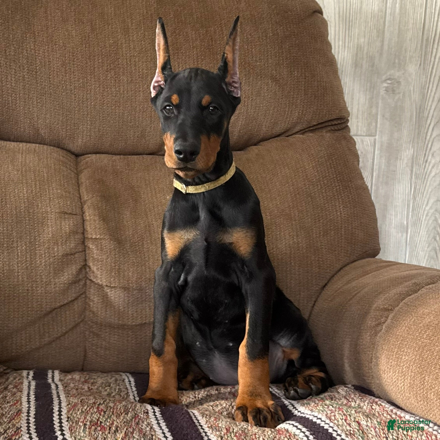 Doberman Pinscher dogs Vespa - Ad 3