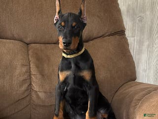 Doberman Pinscher dogs Vespa - Ad 3