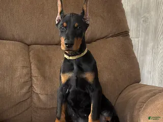 Doberman Pinscher dogs Vixie - Ad 16