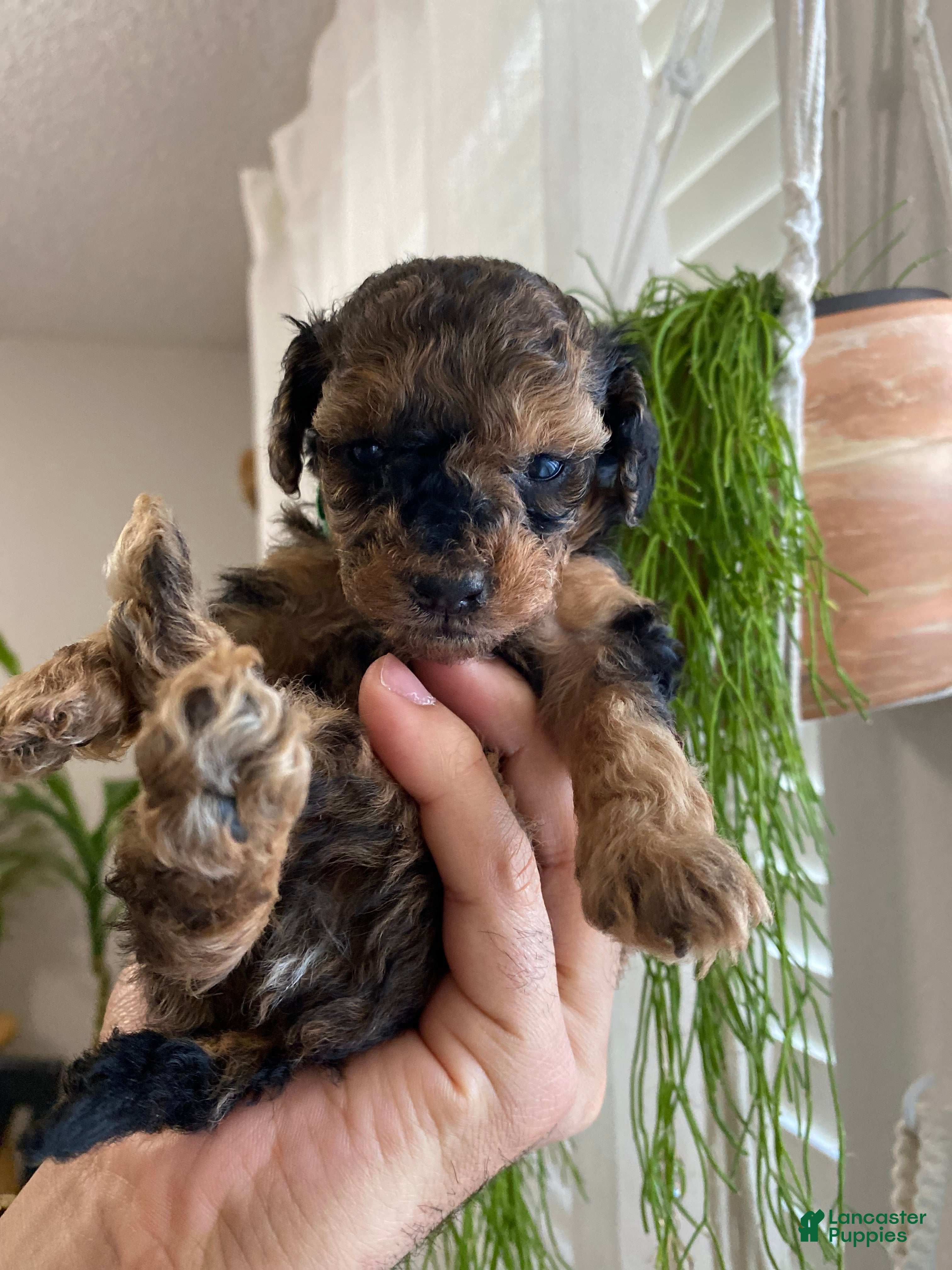 Cavapoo dogs Cavapoo Puppy 1 - Ad 41