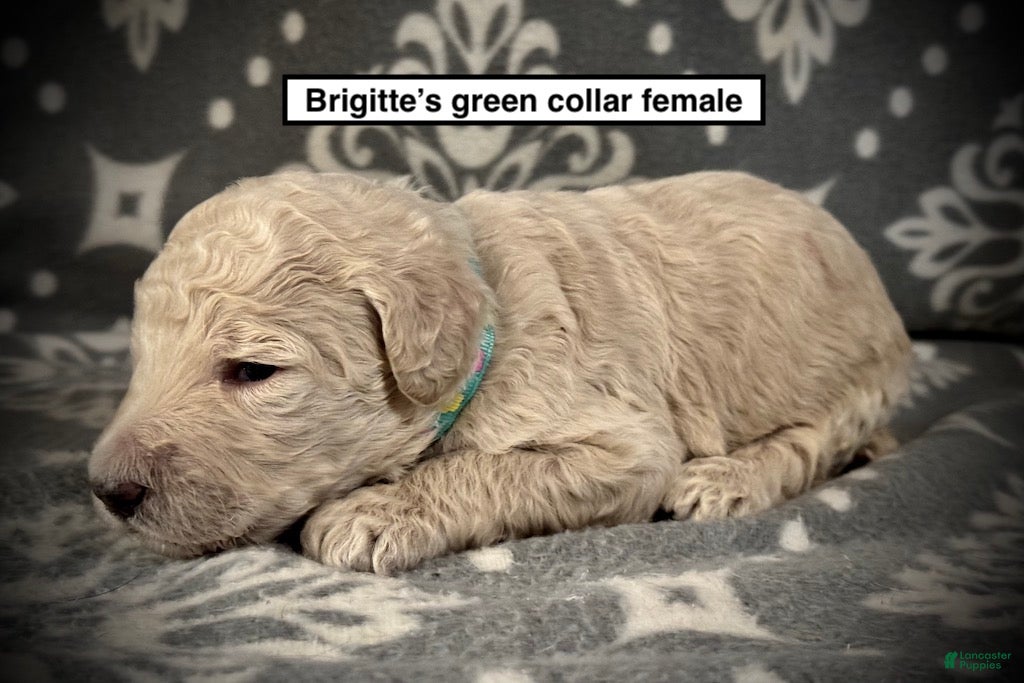 Standard Poodle dogs AKC Brigitte's Green Collar Female - Ad 17