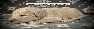 AKC Brigitte's Green Collar Female