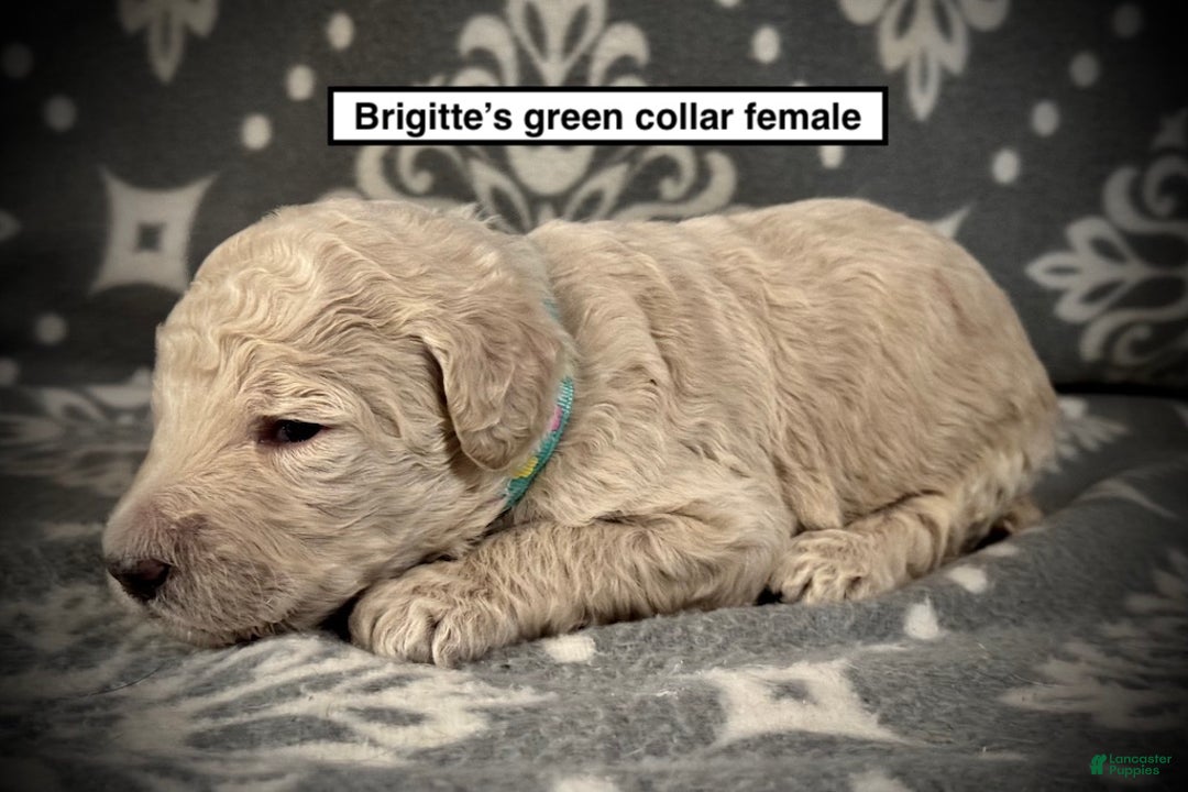 Standard Poodle dogs for sale: AKC Brigitte's Green Collar Female - Ad 1