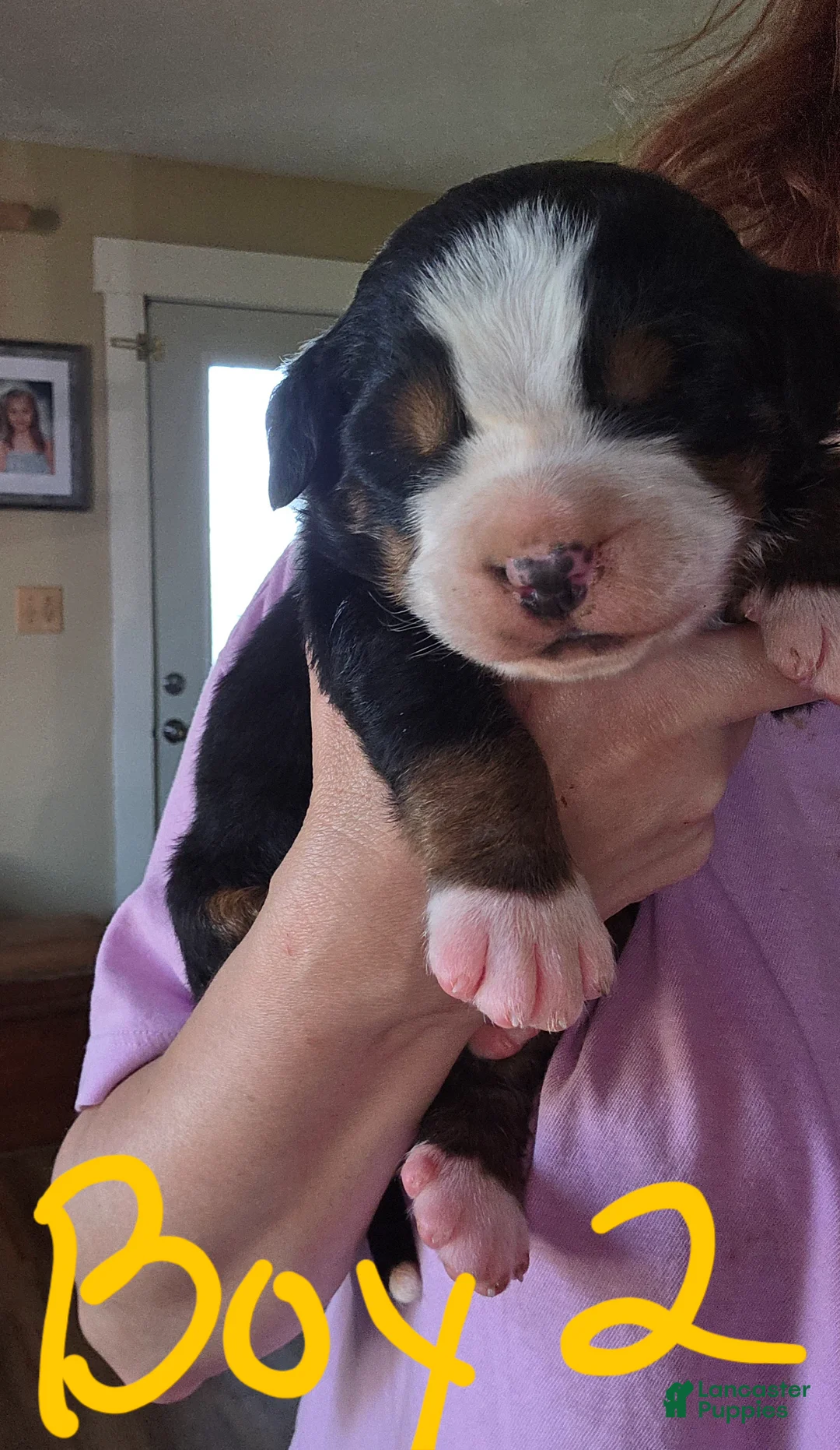 Bernese Mountain Dog dogs for sale: Bernese Mountain Dog Puppy 5 - Ad 2