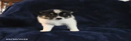 Mixed Breed dogs for sale: Scamp  - Ad 1