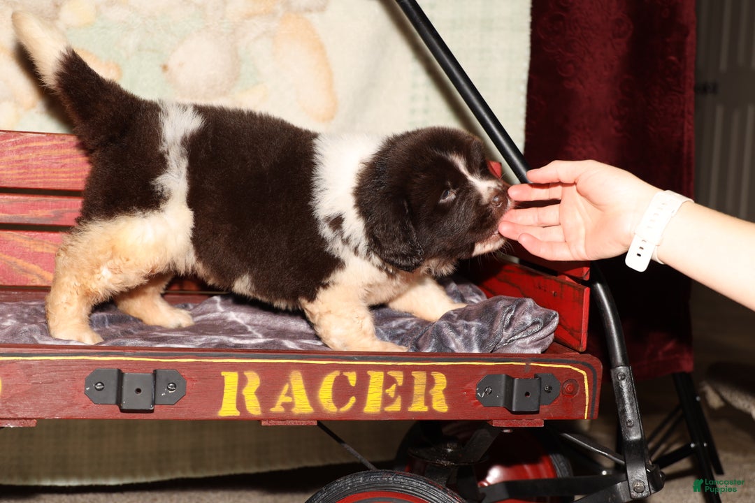 Newfoundland dogs for sale: Zara - Ad 1