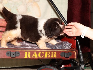 Newfoundland dogs Zara - Ad 31