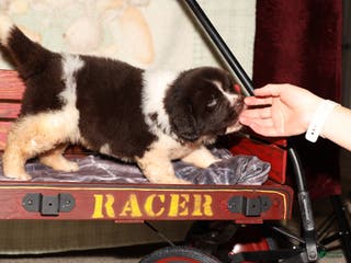 Newfoundland dogs Zara - Ad 26