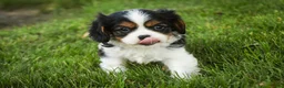 Cavalier King Charles Spaniel dogs for sale: Landry - Ad 5