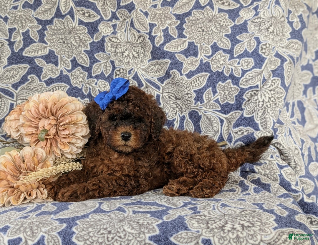Shihpoo dogs for sale: Elsie - Ad 5