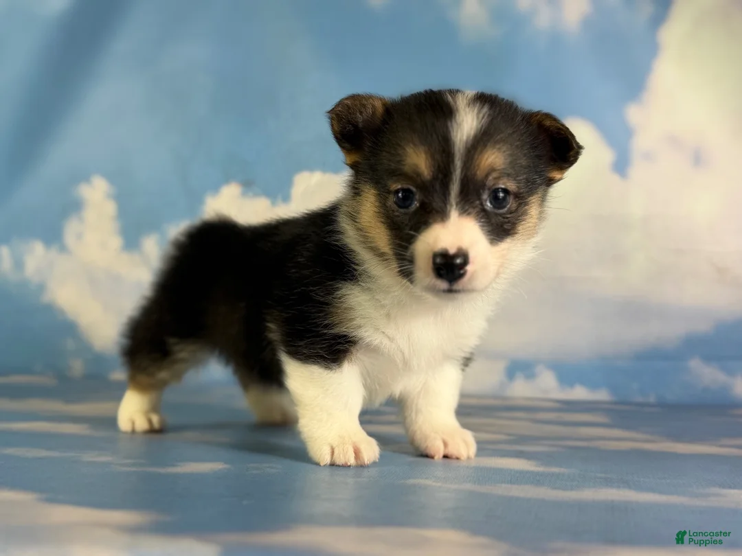 Welsh Corgi Pembroke dogs for sale: Aca Daphne natural bobtail Bluie and fluffy carrier triple clear - Ad 2