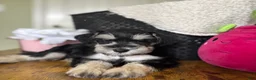 Miniature Schnauzer dogs for sale: Daisy - Ad 16