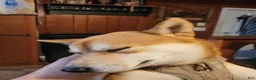 Shiba Inu dogs for stud: Looking for a female to breed - Ad 4