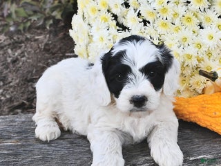 Miniature Poodle dogs - Ad 38