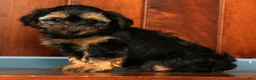 Yorkiepoo dogs for sale: Chase - Ad 8