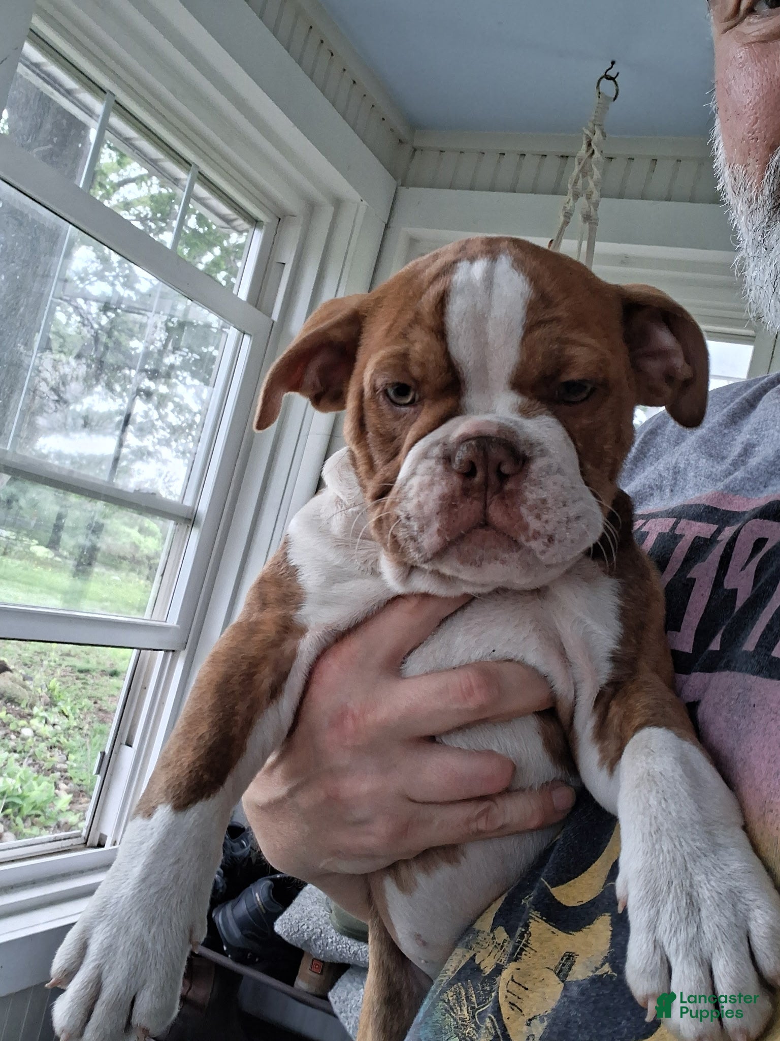 Olde English Bulldogge dogs Velveeta  - Ad 1