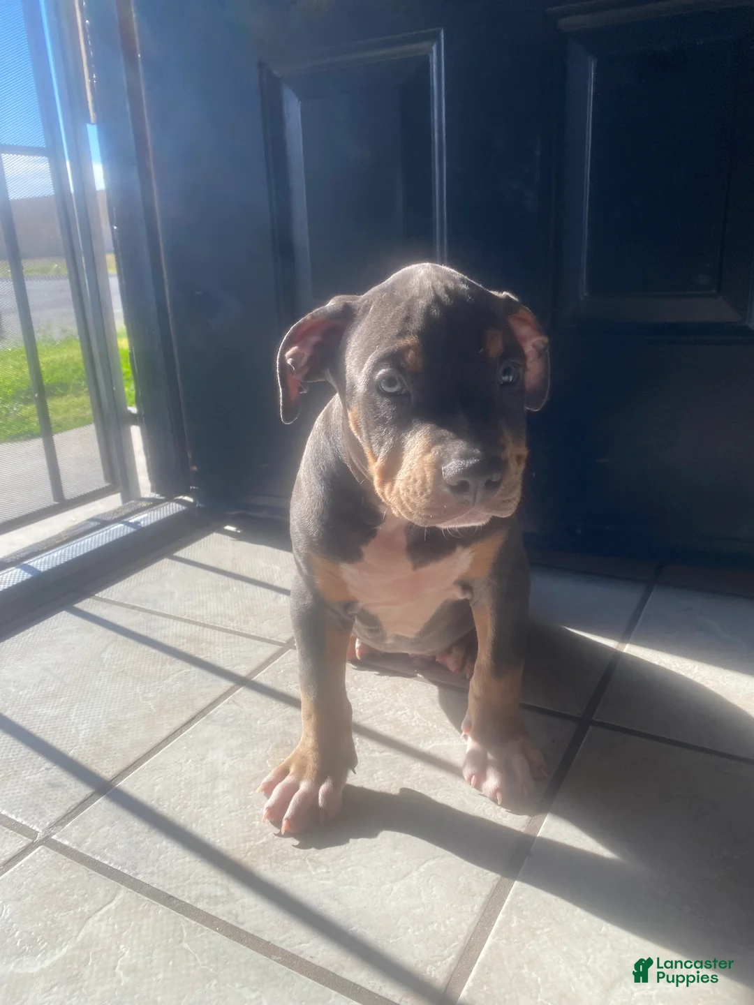 American Bully dogs for sale: American Bully Puppy 3 - Ad 2