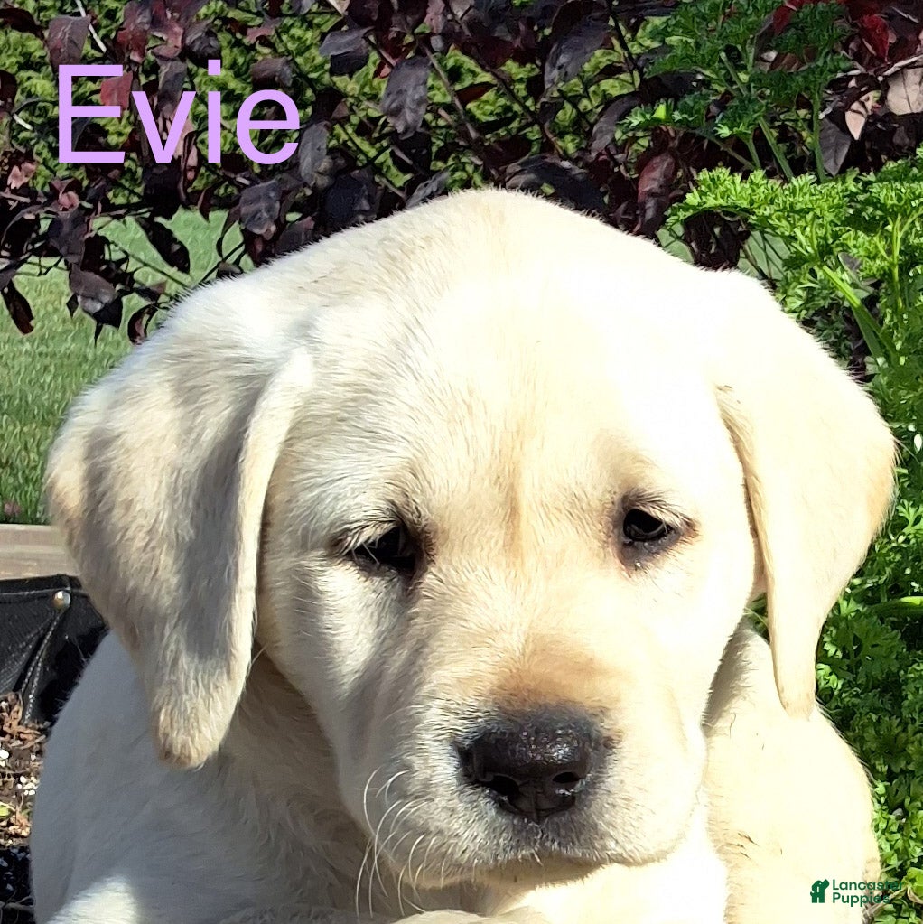 Labrador Retriever dogs for sale: Evie Labrador Retriever 6 - Ad 1