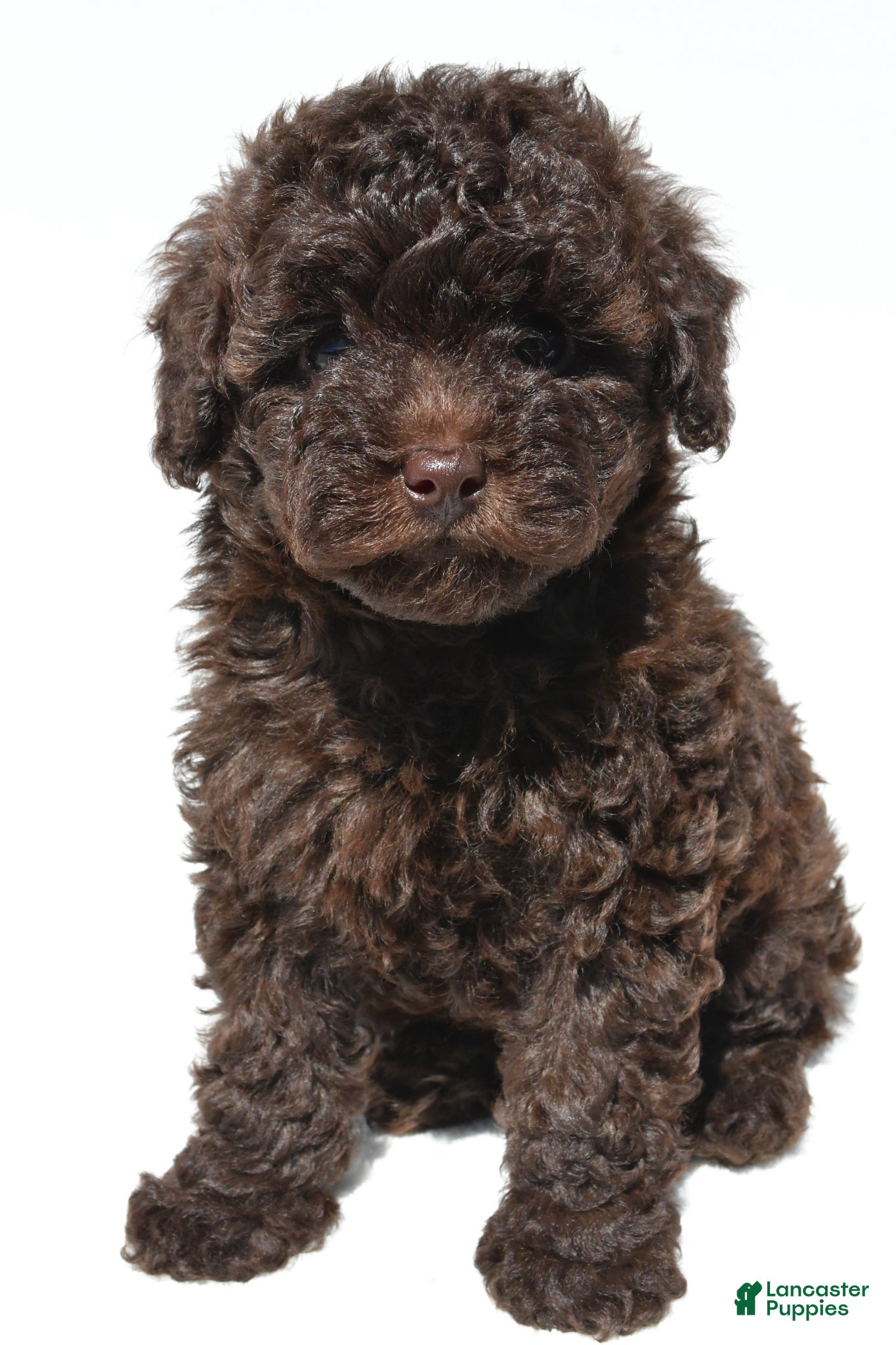 Miniature Poodle dogs Daisy - Ad 1