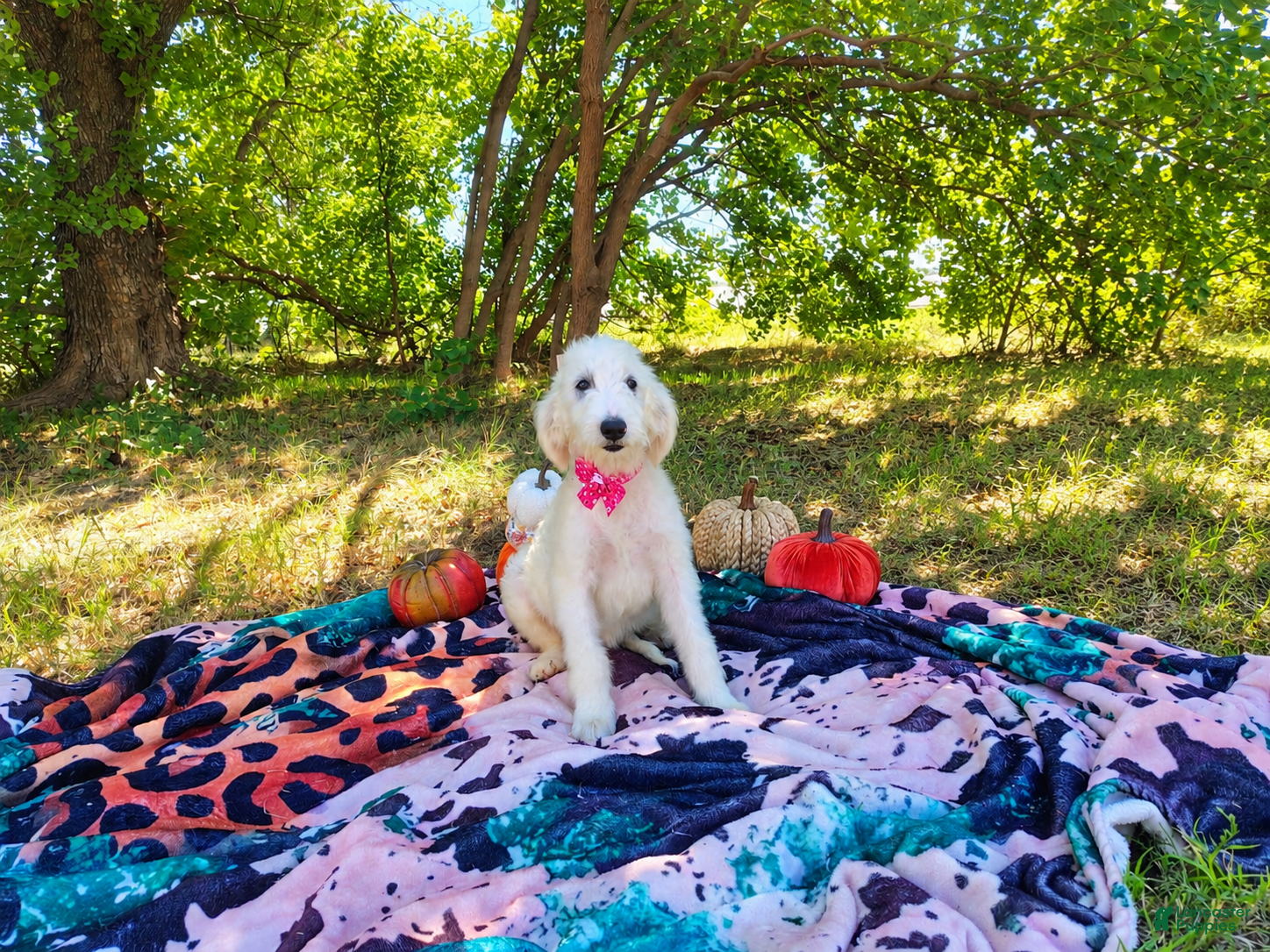 Mini Goldendoodle dogs Mini Goldendoodle 6 - Ad 1