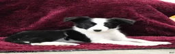 Border Collie dogs for sale: Tiny - Ad 3