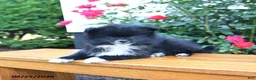 Pomeranian dogs for sale: Marky - Ad 3