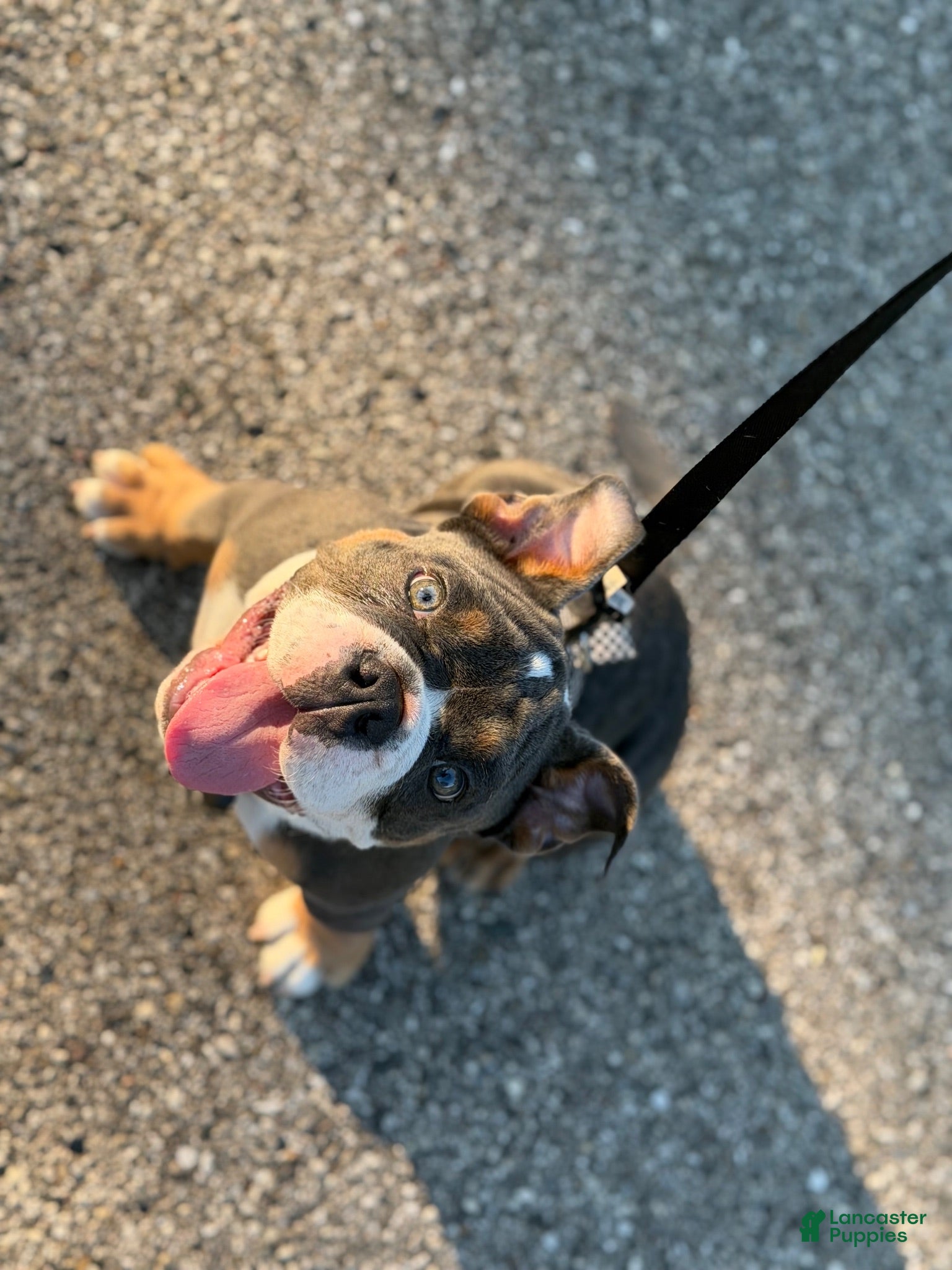 English Bulldog dogs Craig - Ad 39