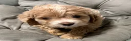 Cockapoo dogs for sale: Bonnie - Ad 1