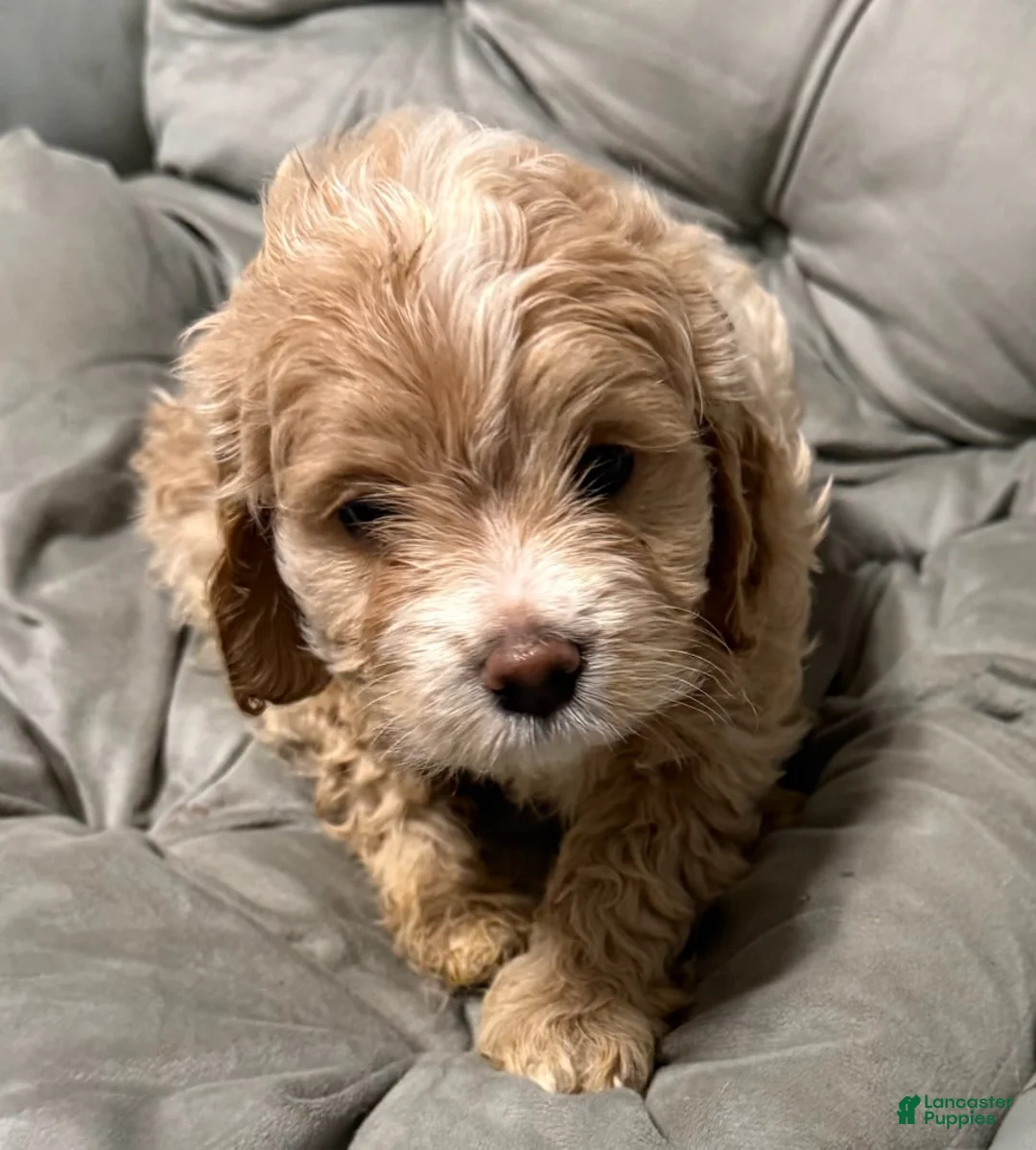 Cockapoo dogs for sale: Bonnie - Ad 1