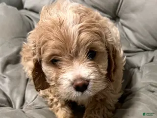 Cockapoo dogs for sale: Bonnie - Ad 3