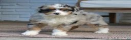Mini Bernedoodle dogs for sale: Gigi  - Ad 4